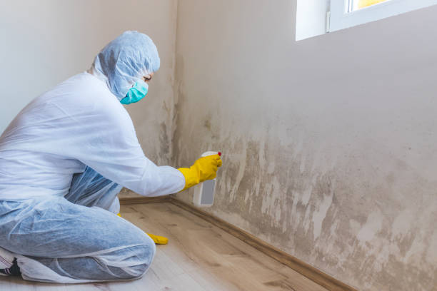 Licensed Basement Mold Remediation service in Lexington, KY - Car Mold Remediation